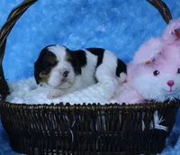 Looking for a Guardian/Foster must be in  Maryland, a female Cavalier King Charles Spaniel for sale in Pasadena, MD – Photo 3 of 4