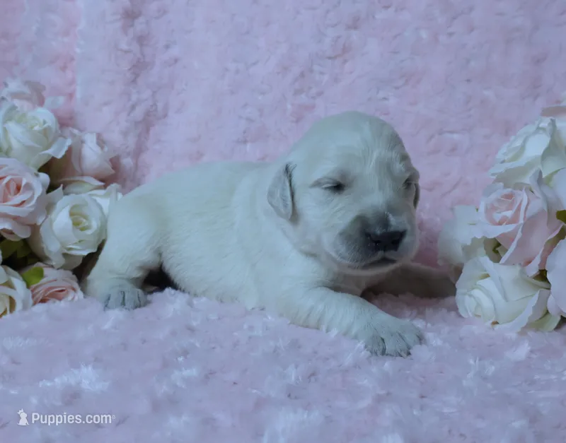 4th Pick Male - Health Tested Parents -AKC – English Cream Golden Retriever puppy for sale in Pasadena, MD