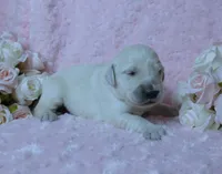 4th Pick Male - Health Tested Parents -AKC, a male English Cream Golden Retriever for sale in Pasadena, MD – Photo 1 of 4