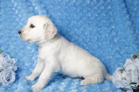 4th Pick Female - Health Tested Parents -AKC, a female English Cream Golden Retriever for sale in Pasadena, MD – Photo 2 of 4