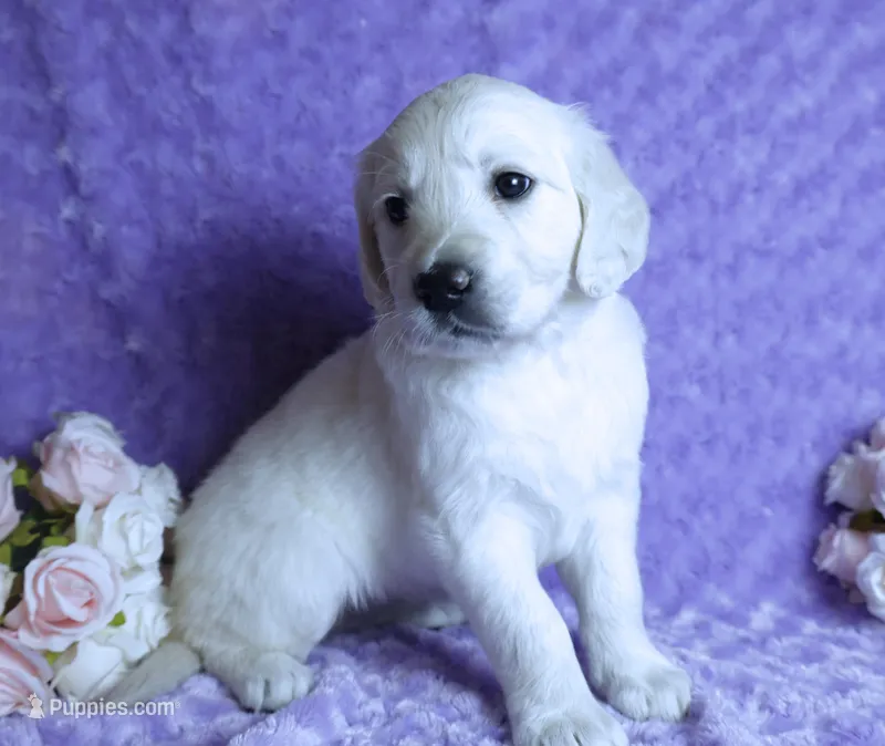 4th Pick Female - Health Tested Parents -AKC – English Cream Golden Retriever puppy for sale in Pasadena, MD