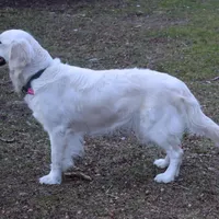 3rd Pick Female - Health Tested Parents , a  English Cream Golden Retriever for sale in Pasadena, MD – Photo 2 of 2