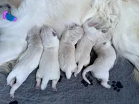4th Pick Male - Health Tested Parents , a male English Cream Golden Retriever for sale in Pasadena, MD – Photo 2 of 4