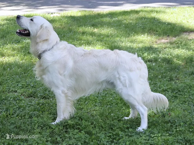 2nd Pick Female - Health Tested Parents 
