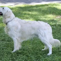 3rd Pick Female - Health Tested Parents , a  English Cream Golden Retriever for sale in Pasadena, MD – Photo 1 of 2