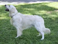 2nd Pick Female - Health Tested Parents , a  English Cream Golden Retriever for sale in Pasadena, MD – Photo 1 of 2