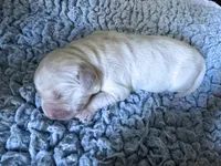 4th Pick Male - Health Tested Parents , a male English Cream Golden Retriever for sale in Pasadena, MD – Photo 1 of 4