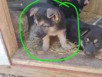 Zoey, a female German Shepherd Dog for sale in Eldorado, IL – Photo 2 of 5