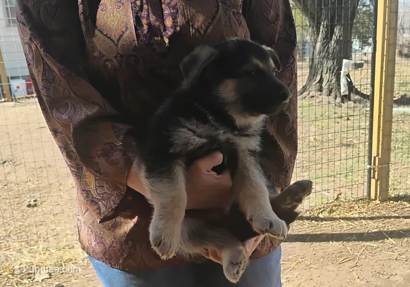 Zoey, a female German Shepherd Dog for sale in Eldorado, IL – Photo 1 of 5