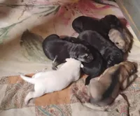 Zoey, a female German Shepherd Dog for sale in Eldorado, IL – Photo 3 of 5