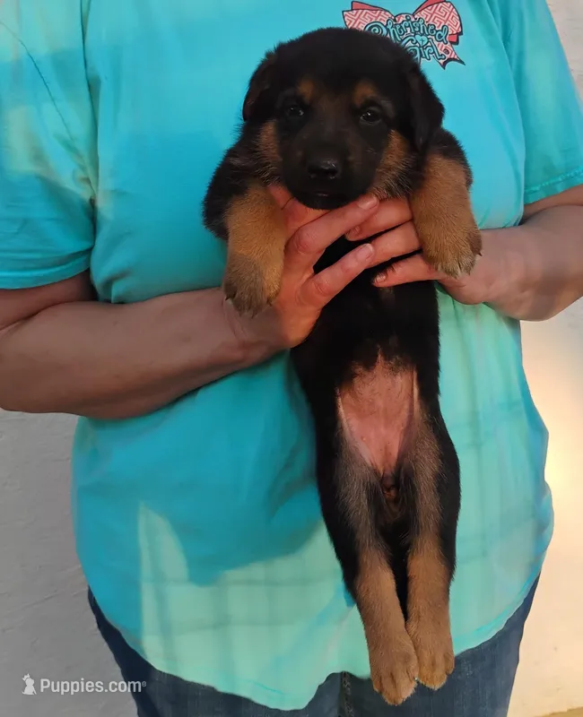 Stella – German Shepherd Dog puppy for sale in Eldorado, IL