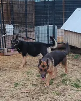 Xena, a female German Shepherd Dog for sale in Eldorado, IL – Photo 3 of 7