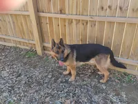 Xena, a female German Shepherd Dog for sale in Eldorado, IL – Photo 5 of 7