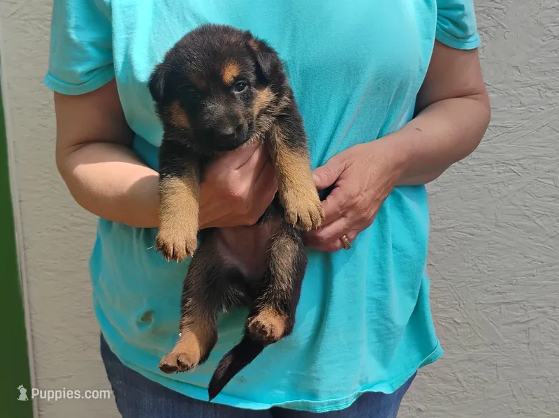 Xena – German Shepherd Dog puppy for sale in Eldorado, IL