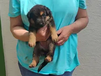 Xena, a female German Shepherd Dog for sale in Eldorado, IL – Photo 1 of 7