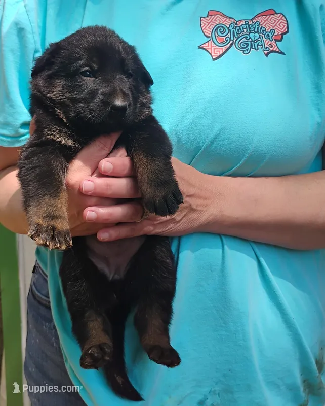 Rose – German Shepherd Dog puppy for sale in Eldorado, IL