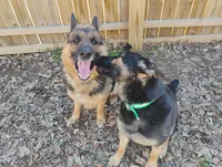 Rose, a female German Shepherd Dog for sale in Eldorado, IL – Photo 5 of 7