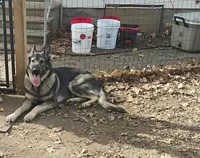 Libby, a female German Shepherd Dog for sale in Eldorado, IL – Photo 9 of 9