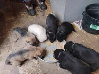 Libby, a female German Shepherd Dog for sale in Eldorado, IL – Photo 3 of 9