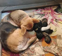 Libby, a female German Shepherd Dog for sale in Eldorado, IL – Photo 6 of 9