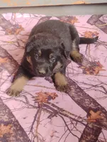 Libby, a female German Shepherd Dog for sale in Eldorado, IL – Photo 2 of 9