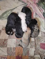 Libby, a female German Shepherd Dog for sale in Eldorado, IL – Photo 4 of 9