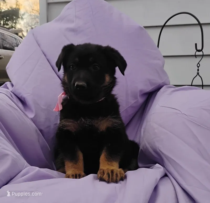 Libby – German Shepherd Dog puppy for sale in Eldorado, IL