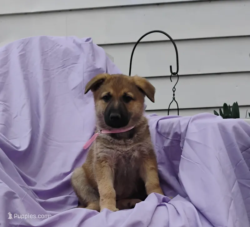 Sadie – German Shepherd Dog puppy for sale in Eldorado, IL