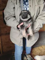 Zoey, a female German Shepherd Dog for sale in Eldorado, IL – Photo 2 of 9