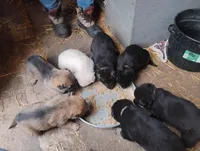 Zoey, a female German Shepherd Dog for sale in Eldorado, IL – Photo 3 of 9