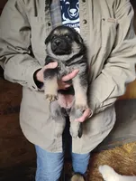 Zoey, a female German Shepherd Dog for sale in Eldorado, IL – Photo 1 of 9