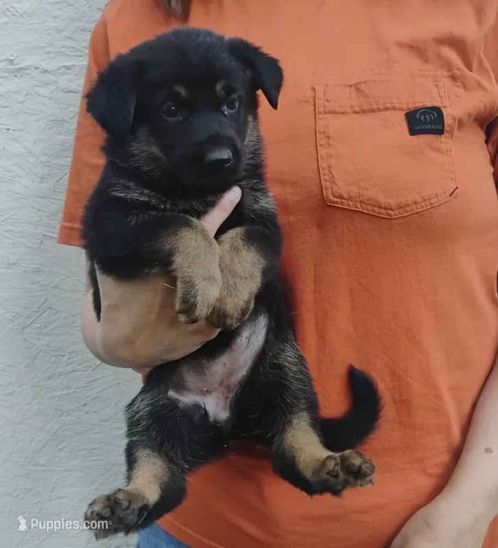 Pepper – German Shepherd Dog puppy for sale in Eldorado, IL