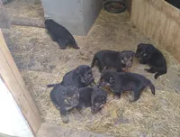 Pepper, a female German Shepherd Dog for sale in Eldorado, IL – Photo 4 of 7