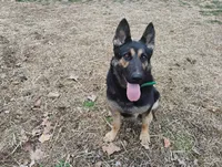 Pepper, a female German Shepherd Dog for sale in Eldorado, IL – Photo 7 of 7