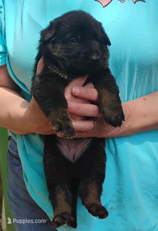 Pepper – German Shepherd Dog puppy for sale in Eldorado, IL