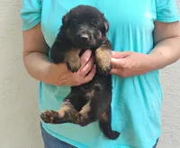 Max, a male German Shepherd Dog for sale in Eldorado, IL – Photo 1 of 7