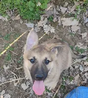 Sadie, a female German Shepherd Dog for sale in Eldorado, IL – Photo 3 of 5