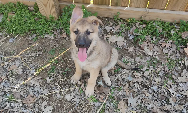 Sadie – German Shepherd Dog puppy for sale in Eldorado, IL