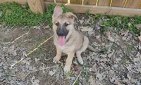 Sadie, a female German Shepherd Dog for sale in Eldorado, IL – Photo 1 of 5