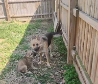 Sadie, a female German Shepherd Dog for sale in Eldorado, IL – Photo 4 of 5