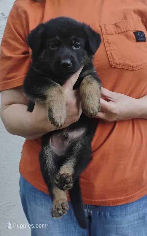 Ace – German Shepherd Dog puppy for sale in Eldorado, IL