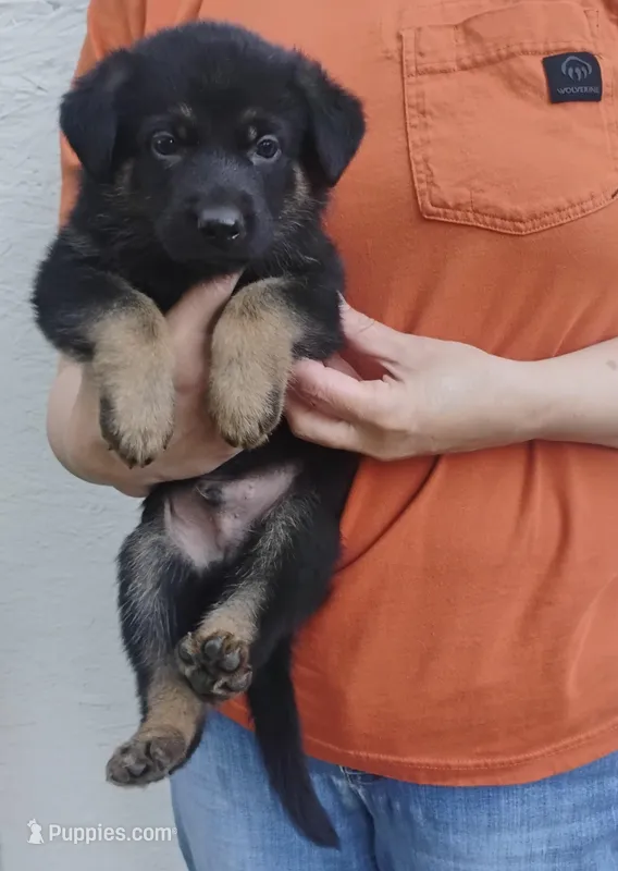 Ace – German Shepherd Dog puppy for sale in Eldorado, IL