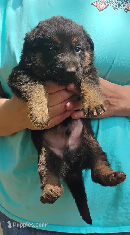Ace – German Shepherd Dog puppy for sale in Eldorado, IL