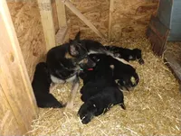 Ace, a male German Shepherd Dog for sale in Eldorado, IL – Photo 3 of 6