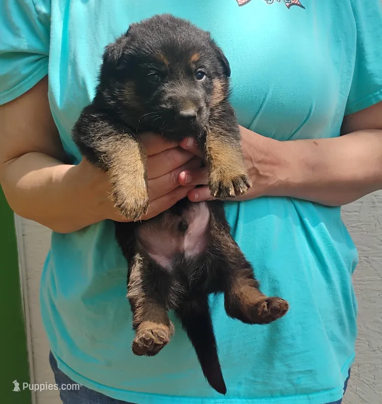 Sarge – German Shepherd Dog puppy for sale in Eldorado, IL