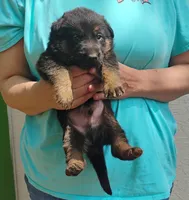 Sarge, a male German Shepherd Dog for sale in Eldorado, IL – Photo 1 of 7