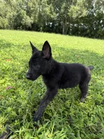 Ruby, a female Belgian Malinois and German Shepherd Dog for sale in Loxahatchee, FL – 2 of 4