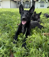 Aria, a female Belgian Malinois and German Shepherd Dog for sale in Loxahatchee, FL – 2 of 4