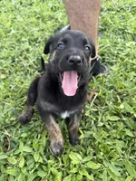 Sox, a male Belgian Malinois and German Shepherd Dog for sale in Loxahatchee, FL – 3 of 5
