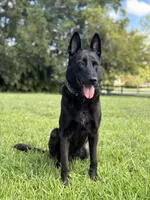 Ruby, a female Belgian Malinois and German Shepherd Dog for sale in Loxahatchee, FL – 3 of 4